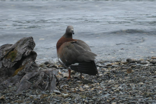 Ushuaia