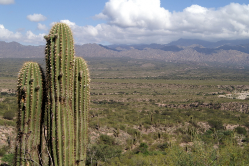 Salta